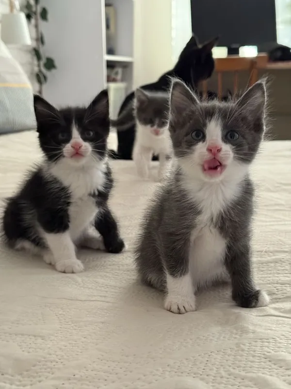 Котята в добрые руки — фото 2