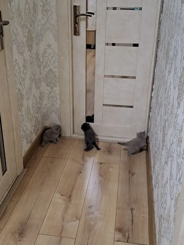Красивые котята в добрые руки 4 Красивые котята в добрые руки 4