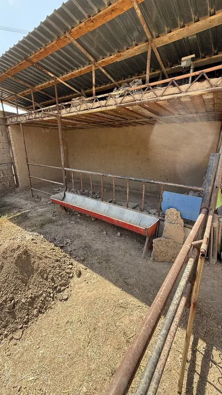 Кормушка для баранов — фото 1