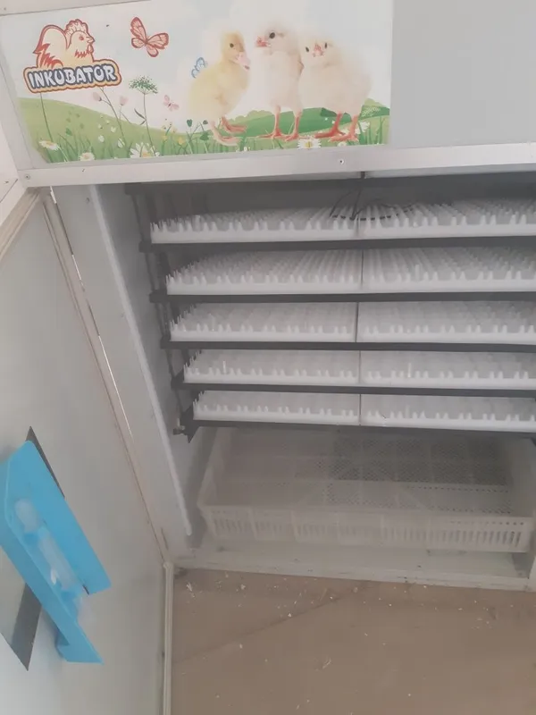 Инкибатор 1088 та тухум сигади 4