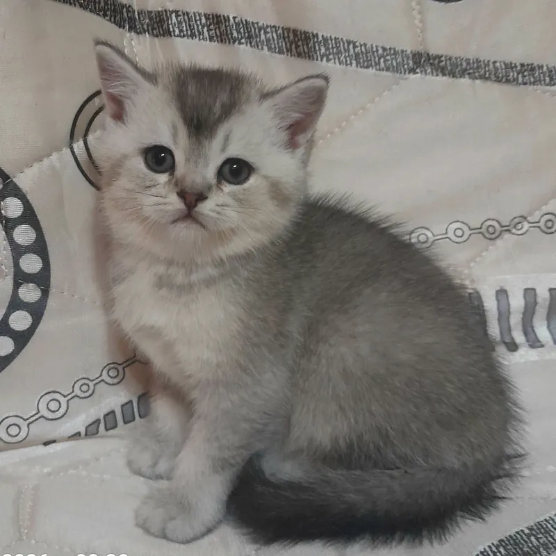 Продаются шикарные котята скотишстрайт,шиншилла. — фото 2