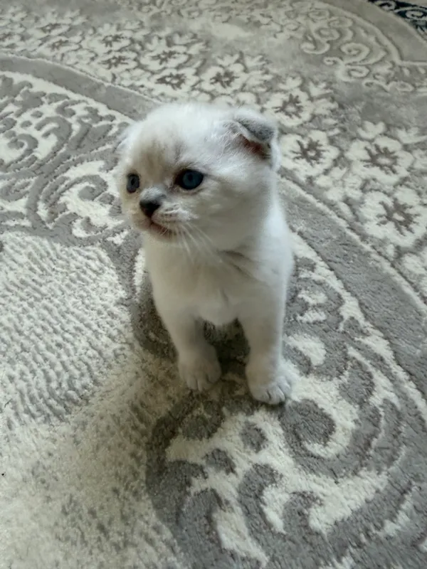 Продаются котята 2 Продаются котята 2