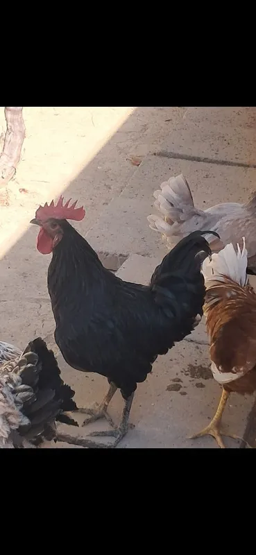4 oylik horozlar 1 4 oylik horozlar 1