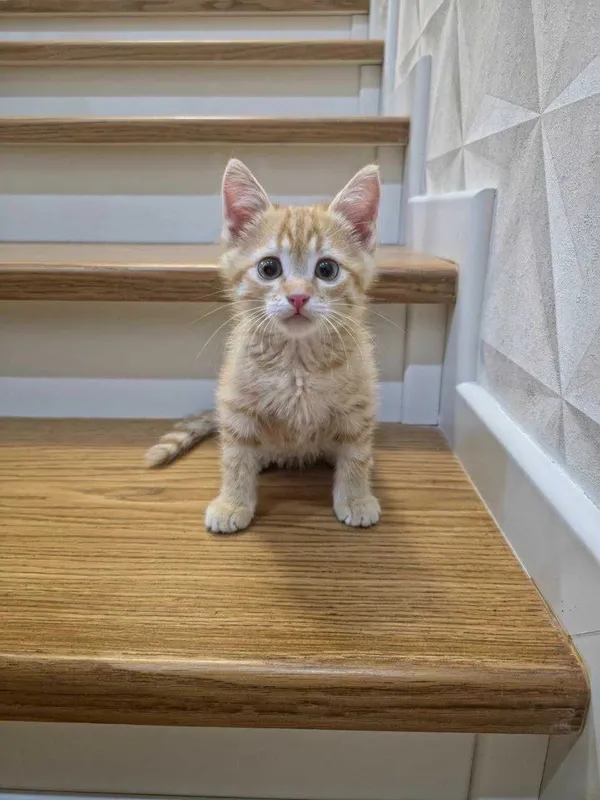 Рыжий Котёнок.Отдам в добрую семью!