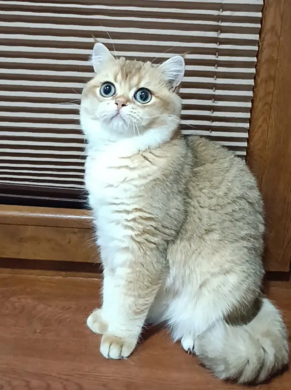 Британские коты шиншиллы