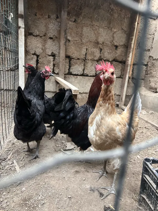 Horoz Tovugʻ Kuri 1