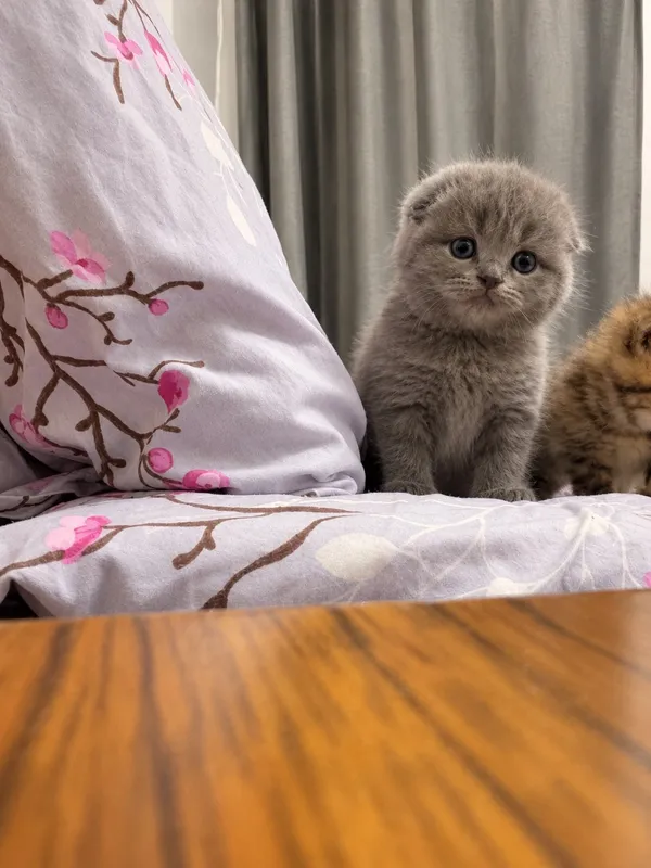 Scottish Fold va Scottish Straight mushukchalari 3
