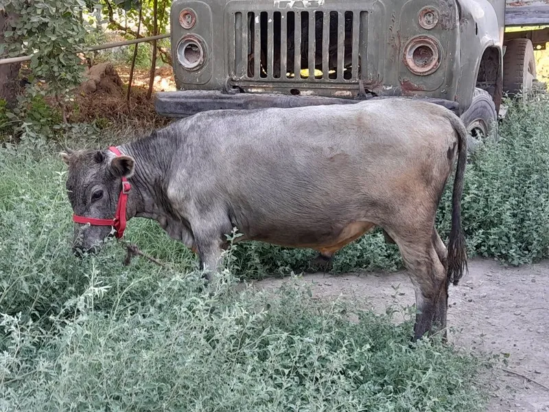 Buqacha sotiladi