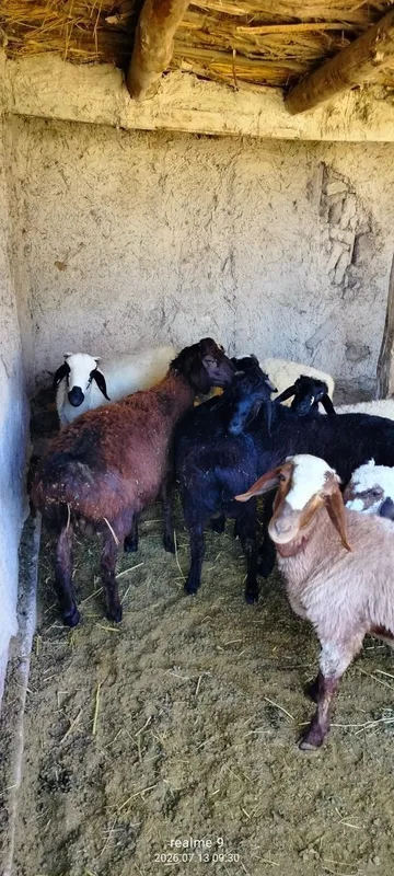 Quchqorlar sotiladi 5