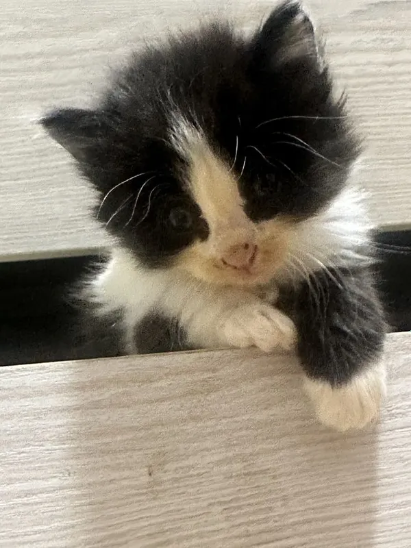 Продаю котят 1 месяц — фото 2