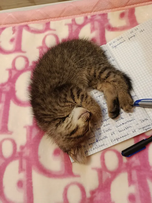 котёнок сверхбыстрый 5