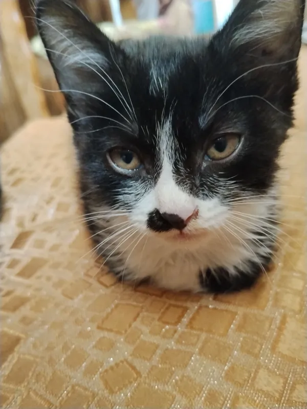 Отдам котёнка в добрые руки 3