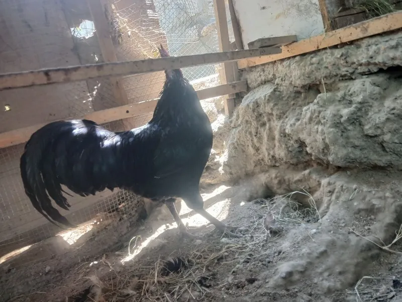 Honaki tovug'lar indautkalar jo'jalari kurka ham bor 3 Honaki tovug'lar indautkalar jo'jalari kurka ham bor 3