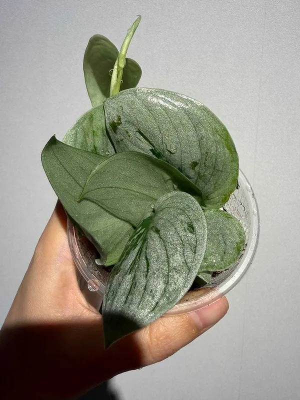Scindapsus Silver Ann 6