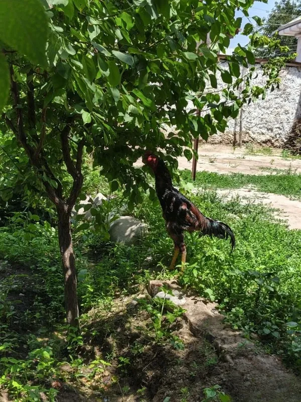 Dakan xo'roz Tozza shamo sotiladi 1 Dakan xo'roz Tozza shamo sotiladi 1