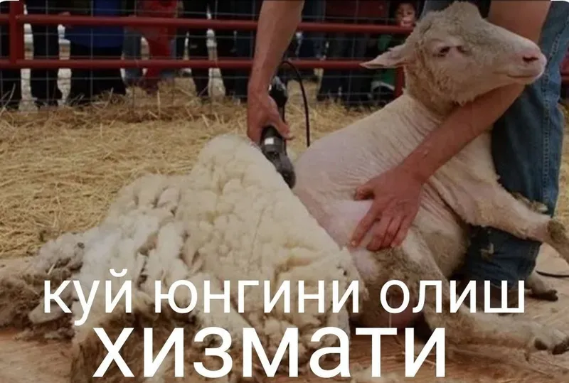 Куй юнгини олиш хизмати