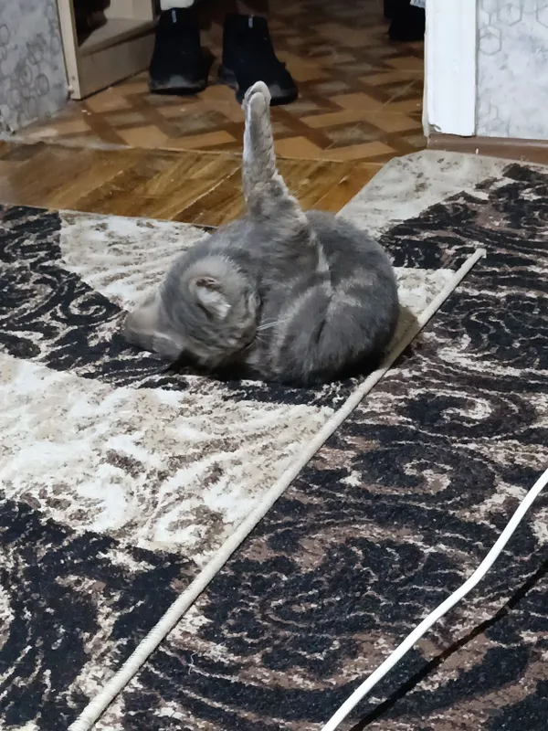 1 yosh rangi kulrang 2