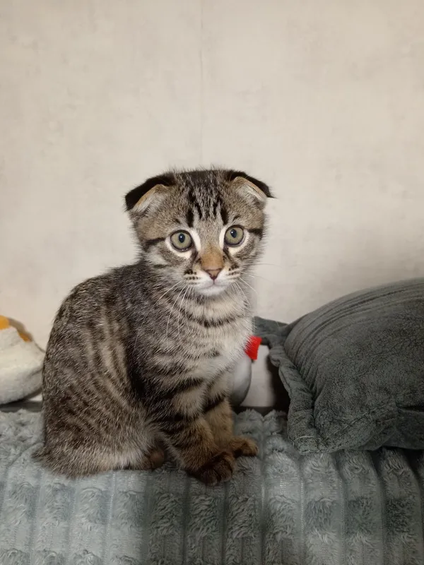 Вислоухий кот продаётся