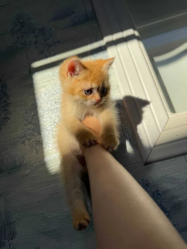 Котята Шиншиллы элитных кровей (Британцы/Шотландцы) 4 Котята Шиншиллы элитных кровей (Британцы/Шотландцы) 4