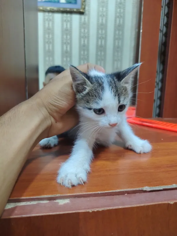 Хорошие котята.. — фото 5