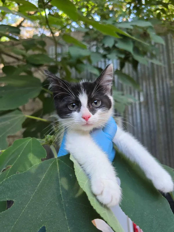 Котята ищут семьи! 1 Котята ищут семьи! 1