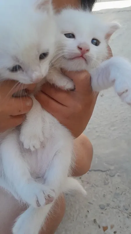 Отдам даром котят — фото 1
