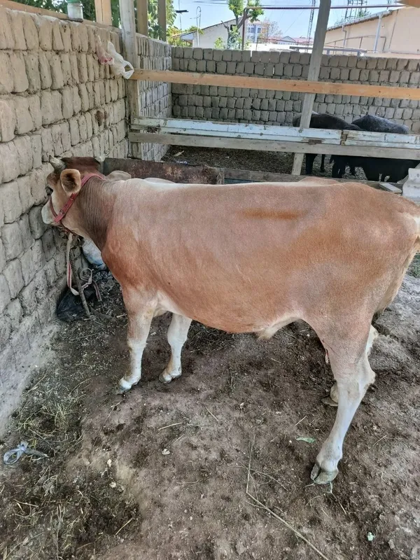 Mol sotiladi tezda 1 Mol sotiladi tezda 1