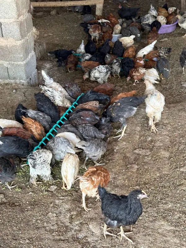 Tovuqlar sotiladi arzon narhda 5 Tovuqlar sotiladi arzon narhda 5