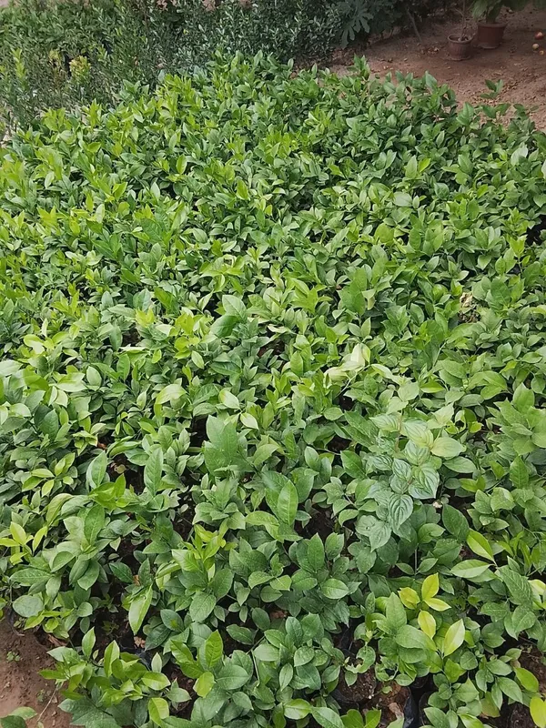 Limon koʻchatlari 1