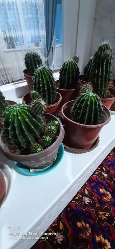 Kaktus gullar sotiladi