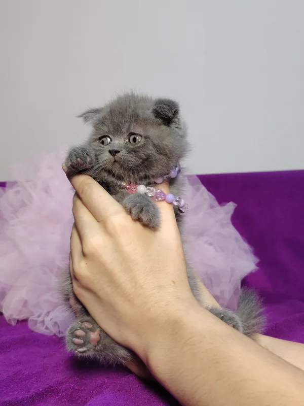 Мальчик скоттиш фолд голубого окраса