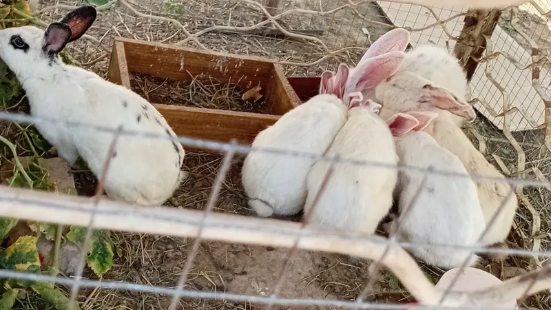 Quyonlar sotiladi Quyonlar sotiladi