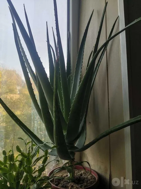 Aloe guli sotiladi Aloe guli sotiladi