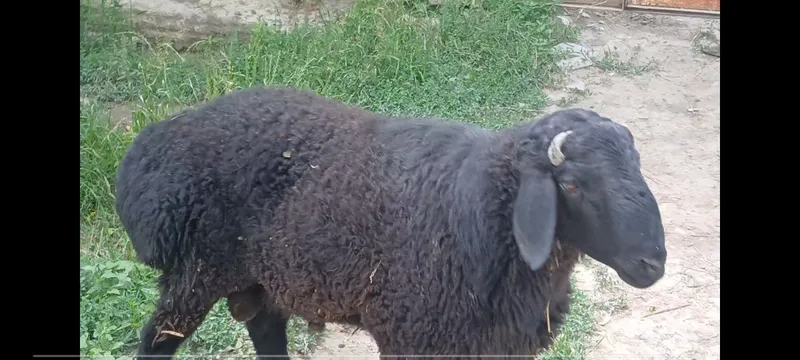Quchqor sotiladi Qurbonlik uchun 40 kg DAN ziyod gʻushti