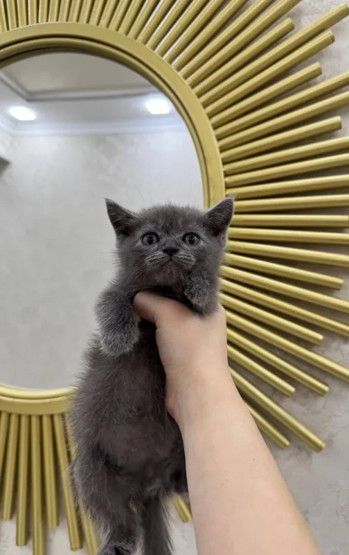 Скотиш страйт угил бола