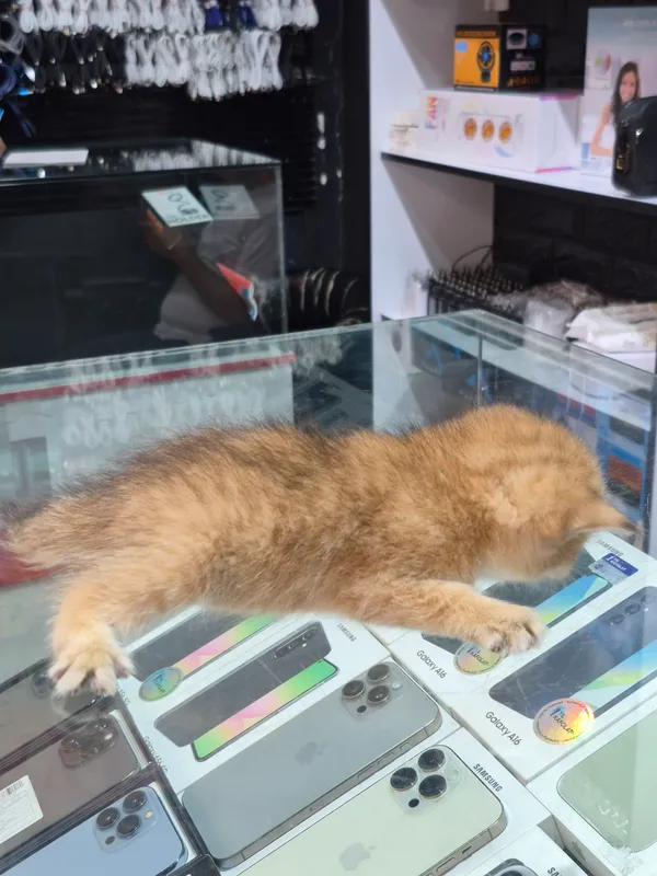 Продаётся котёнок золотая шиншилла 7 Продаётся котёнок золотая шиншилла 7