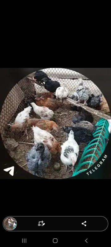 2 oyli bobqogan jojala sotladi