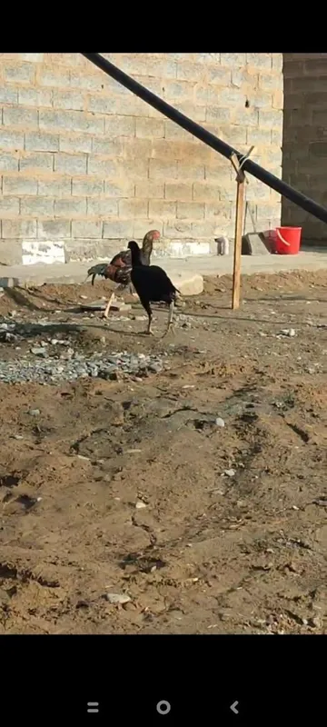 Tovuq va xoʻrozlar sotiladi