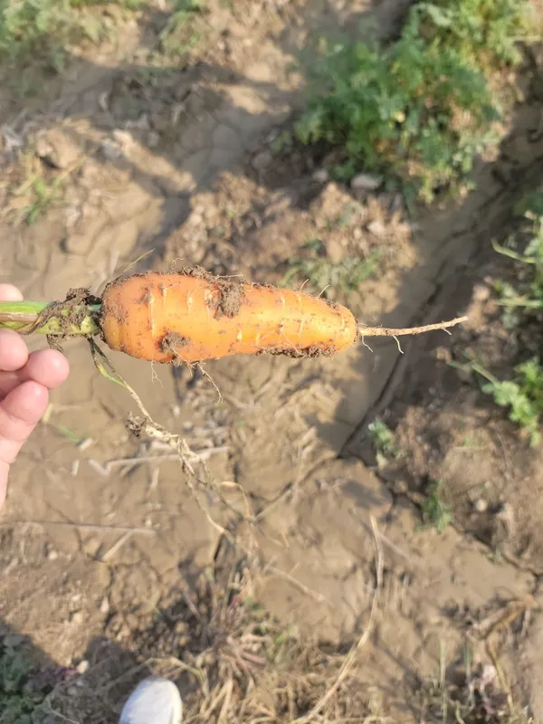 Продам морковь свекла — фото 2