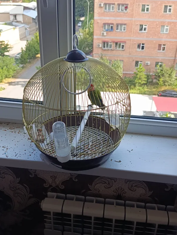 Nerazlushka (Lovebird) sotiladi