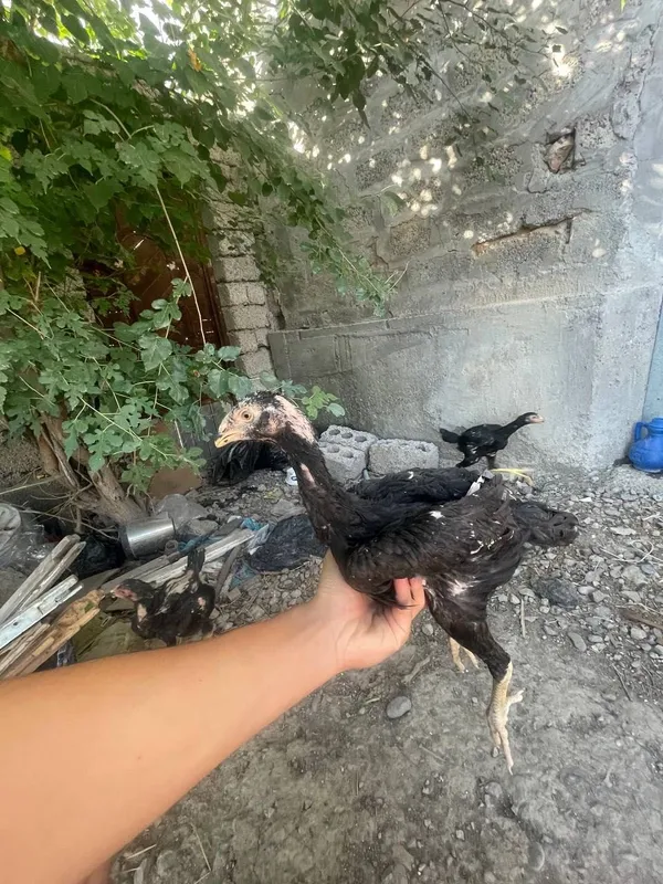 Дакан жожа хороз сотилади 2
