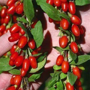 Гожи бутаси goji ko'chatlari — фото 6