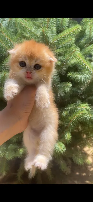 zalatistaya shinshilla tabby qiz bola mushuk 7