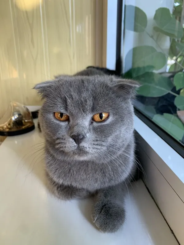 Кошка британская