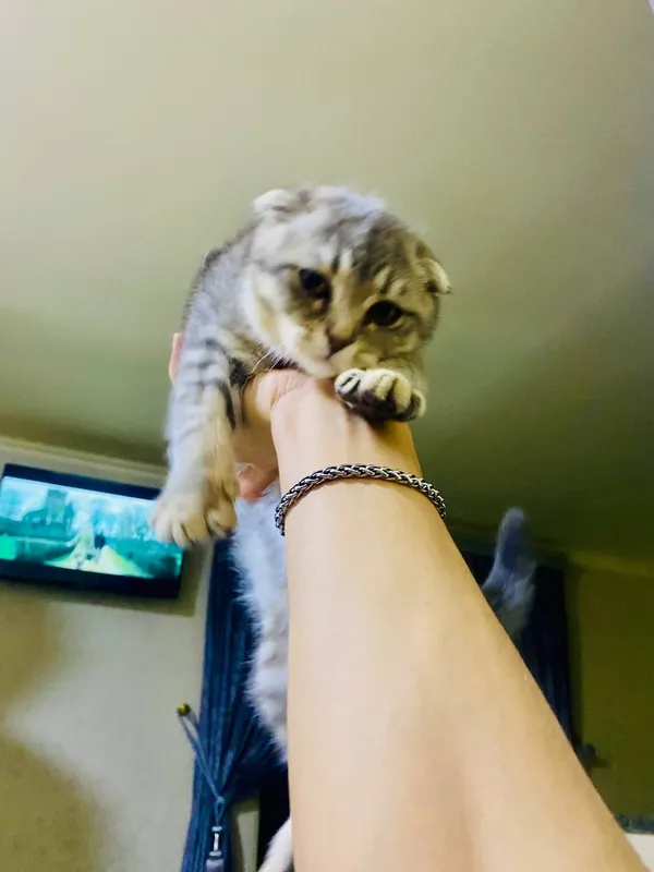 Породистая кошка 2 Породистая кошка 2
