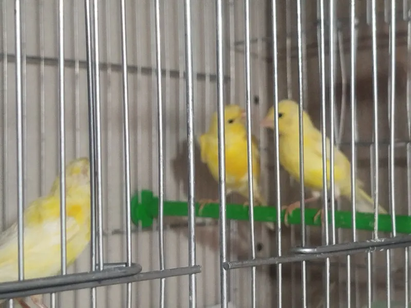 Продам канарейки самеч 2