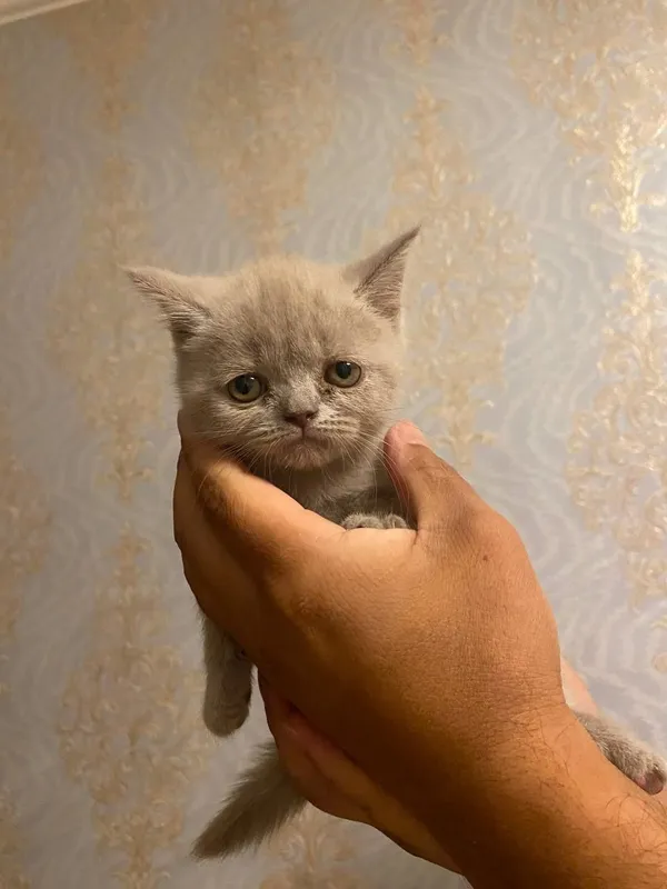 Мама шотландская вислоуха.Папа Скотишш-страйт 4 Мама шотландская вислоуха.Папа Скотишш-страйт 4