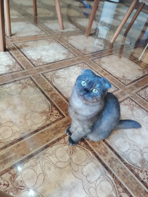 Скотиш фолд вислоухая