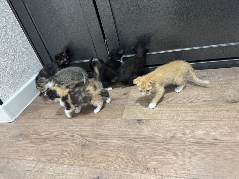 Кошка бесплатно Скоттиш фолд 1 Кошка бесплатно Скоттиш фолд 1