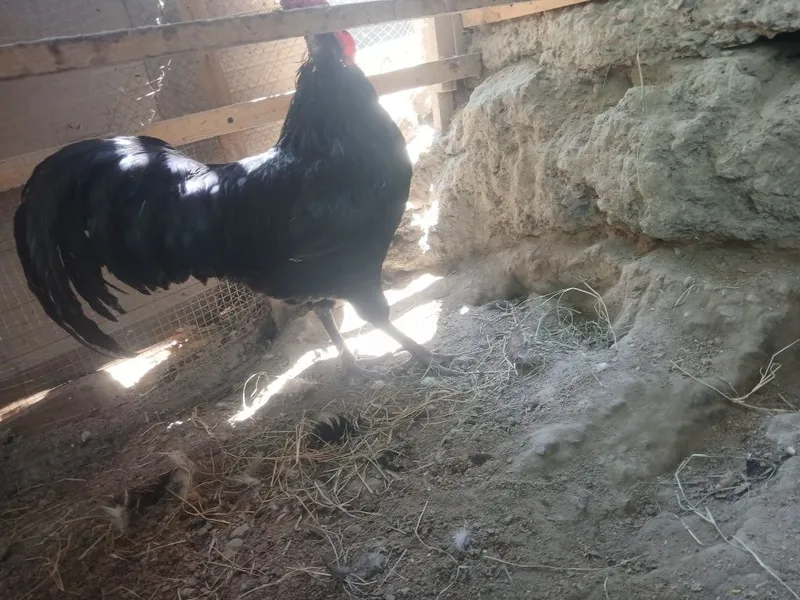 Honaki tovug'lar indautkalar jo'jalari kurka ham bor 4 Honaki tovug'lar indautkalar jo'jalari kurka ham bor 4